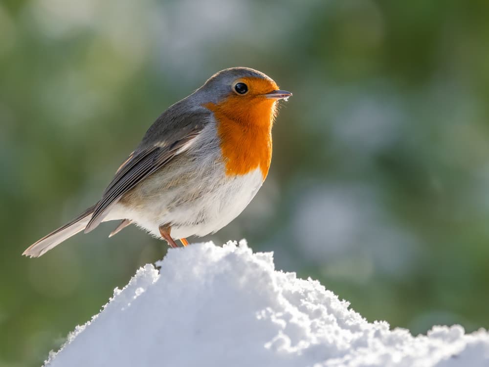 Bright Robin In Snow by Annie Keizer — canvas wall art