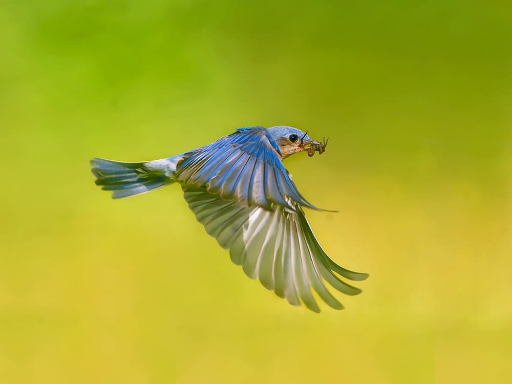 Bluebird Carrying Insect by Rob Li — canvas wall art