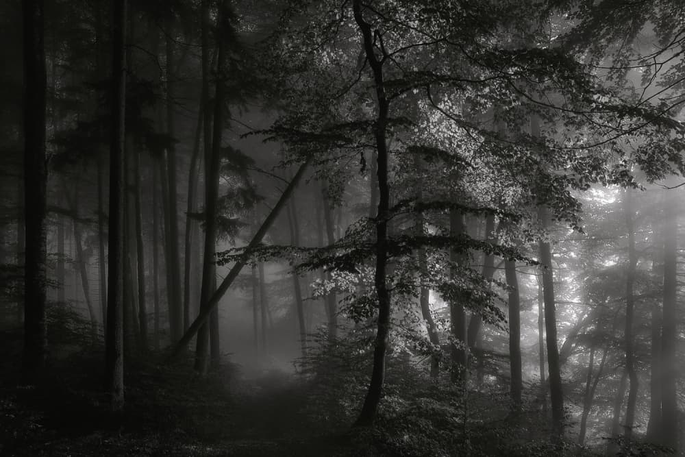 Misty Forest Path by Norbert Maier — canvas wall art