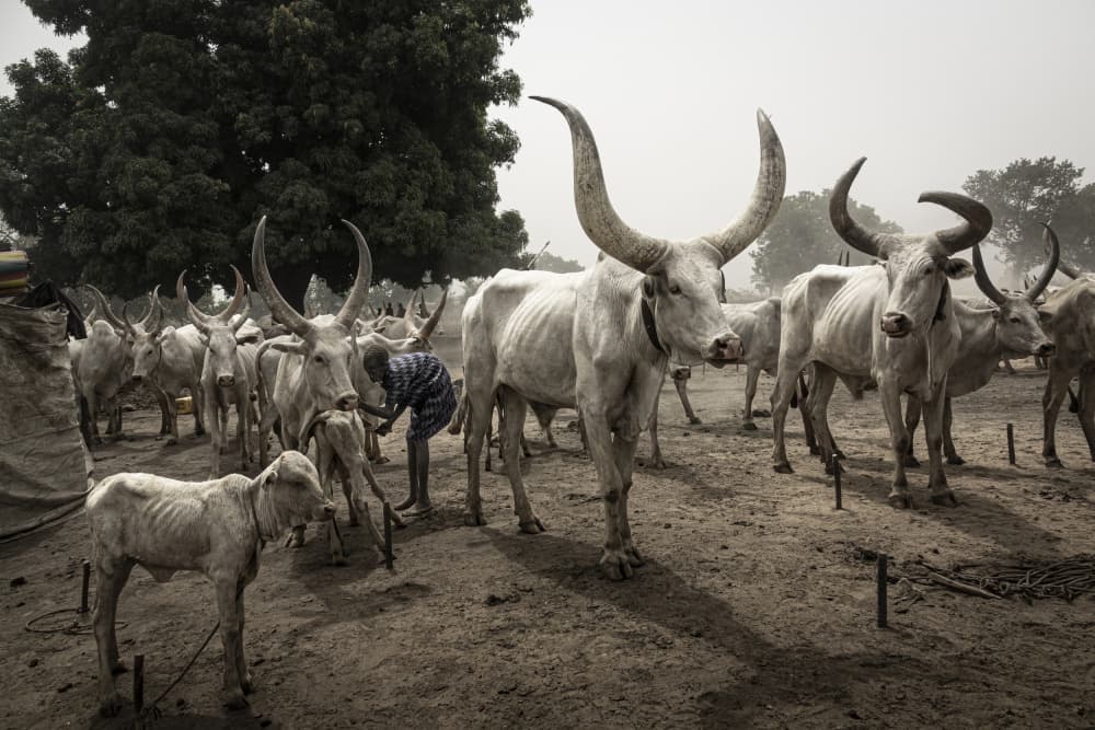 Powerful Horned Cattle by Elena Molina — canvas wall art