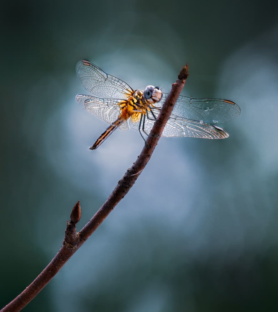 Delicate Dragonfly Perched by Atul Saluja — canvas wall art