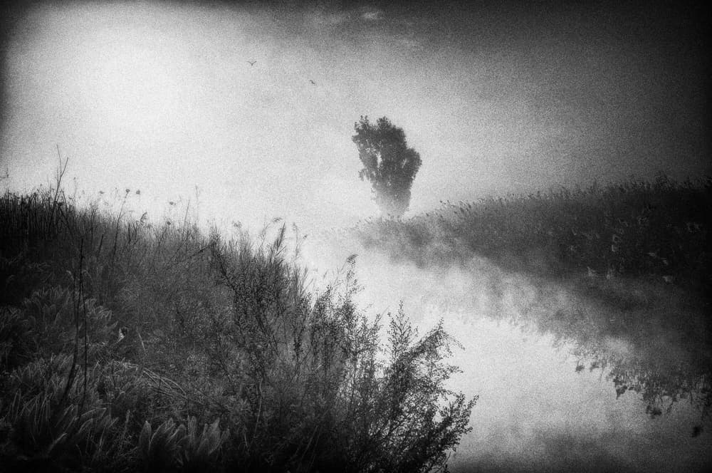Lone Tree In Mist by Miki Meir Levi — canvas wall art