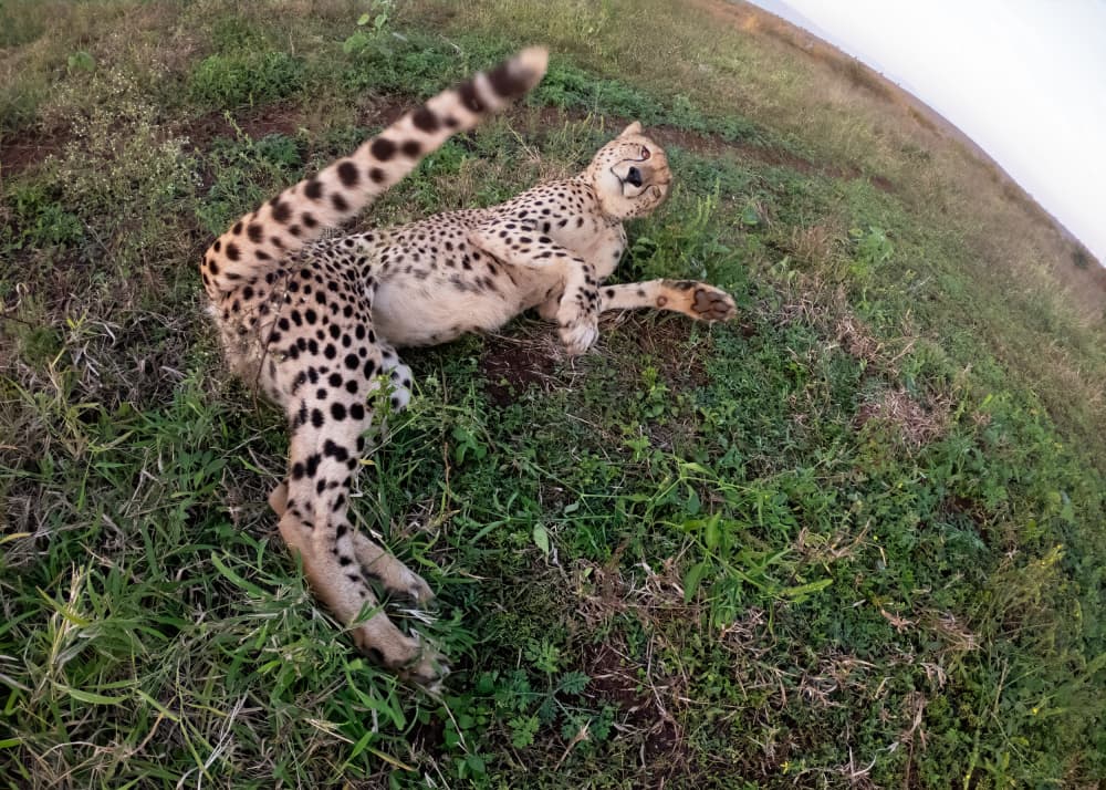 Curious Cheetah Resting by Marco Pozzi — canvas wall art