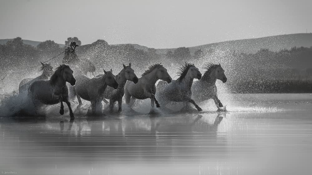 Wild Horses Galloping by Jennifer Lu — canvas wall art