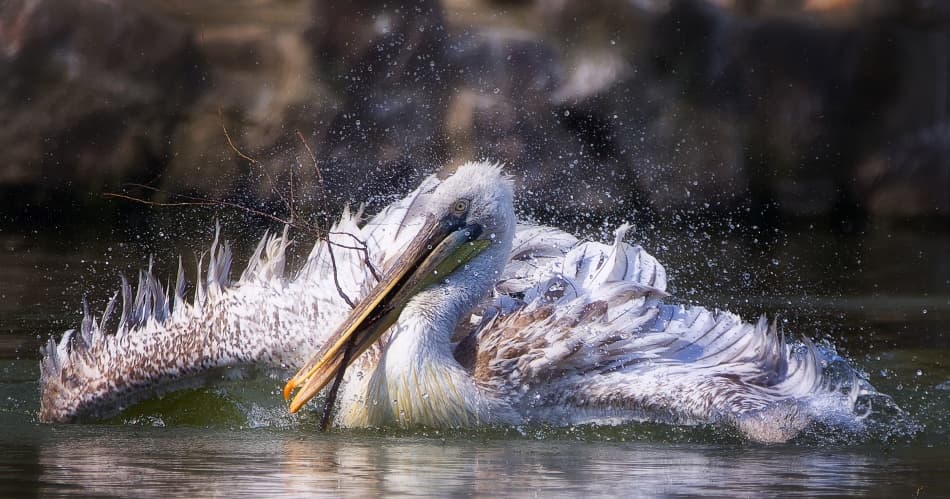 Dynamic Pelican Splashing by C.S. Tjandra — canvas wall art