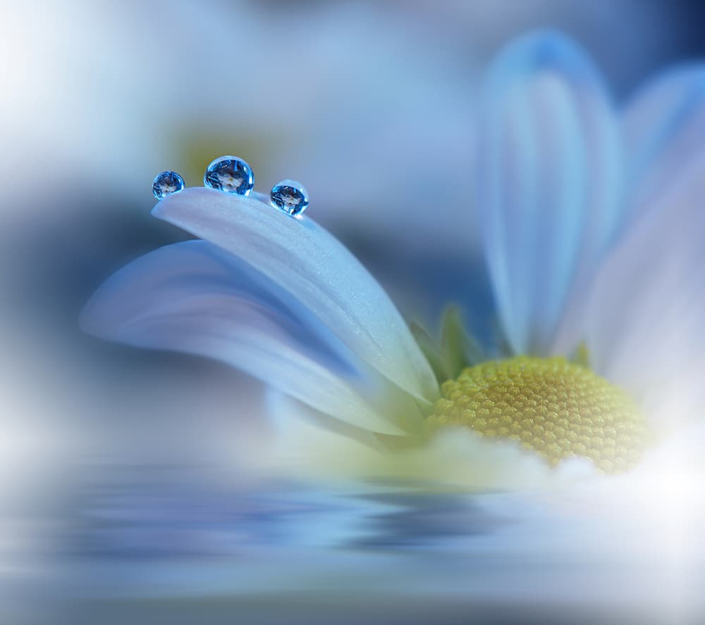 Blue Daisy Water Drops by Juliana Nan — canvas wall art