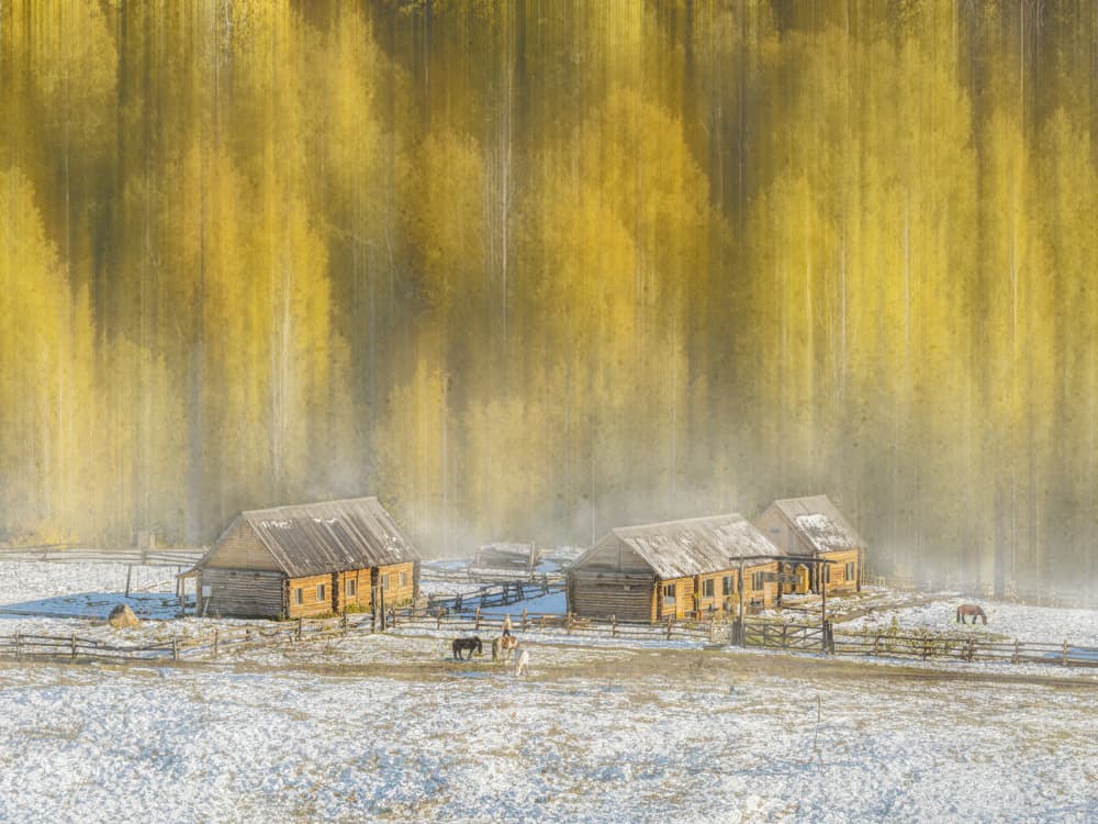 Golden Forest Cabins by Cai ning — canvas wall art