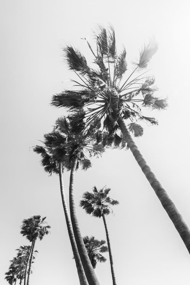 Black White Palm Trees by Melanie Viola — canvas wall art