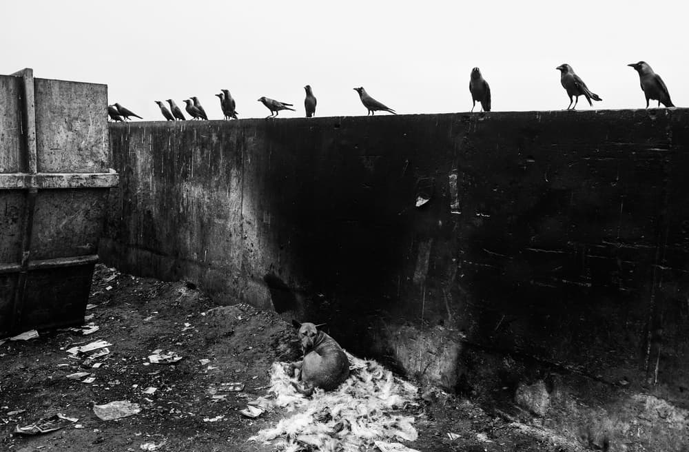 Crows and Lonely Dog by Joxe Inazio Kuesta Garmendia — canvas wall art