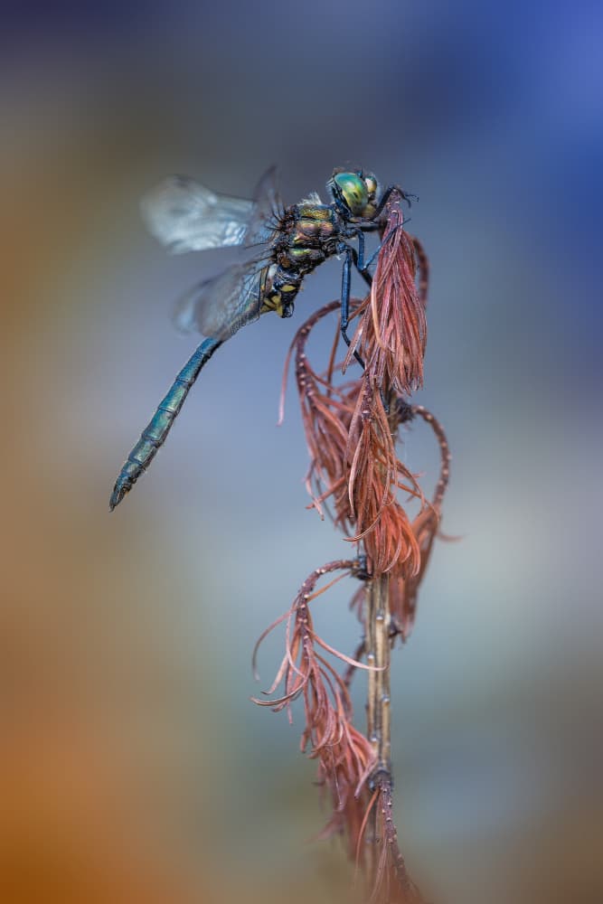 Emerald Dragonfly Perched by Fabrizio Daminelli — canvas wall art
