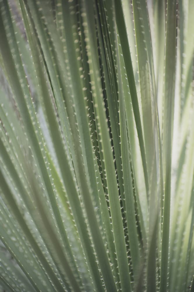Green Leaf Textures by Christa Stroo — canvas wall art