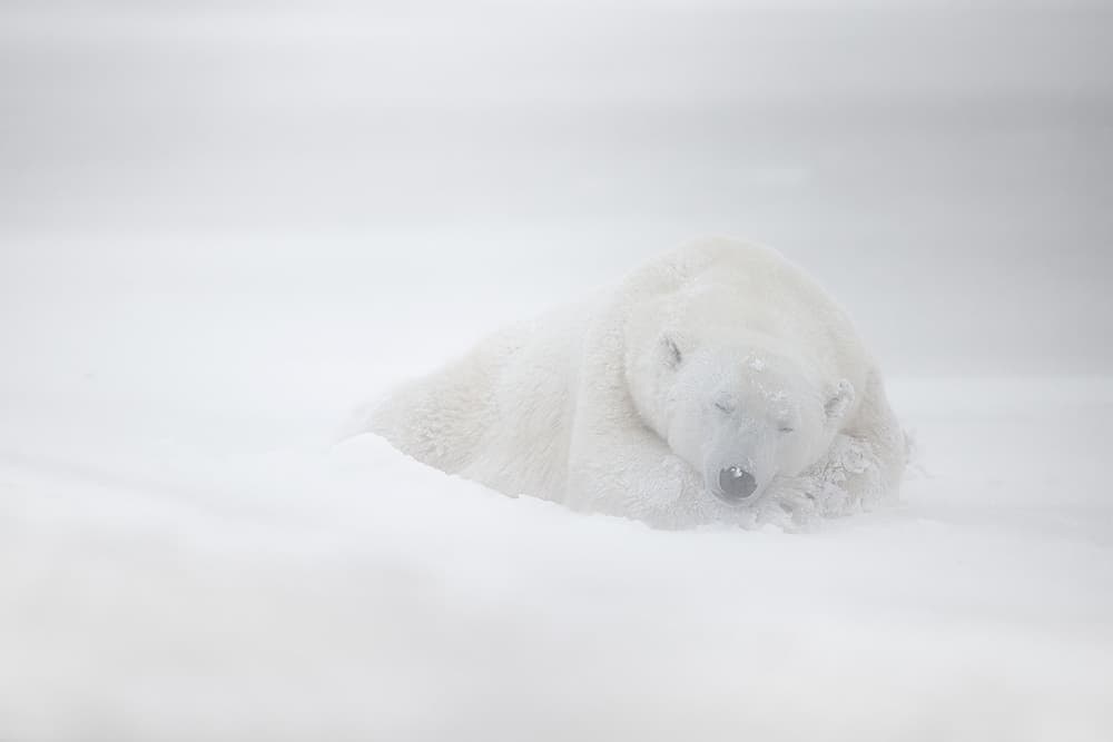 Peaceful Polar Bear by Marco Pozzi — canvas wall art