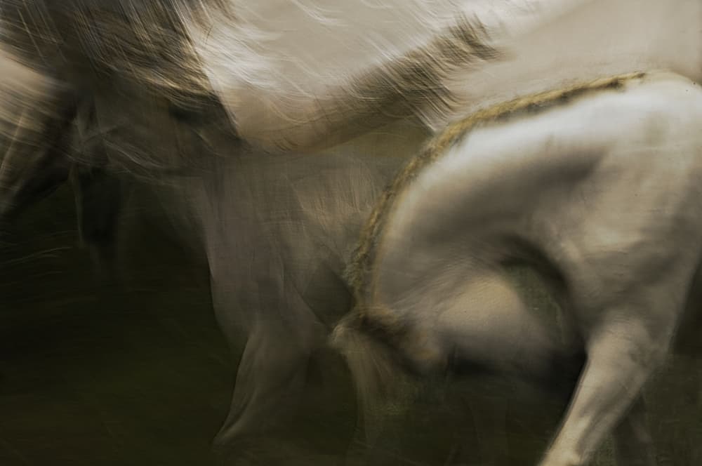 Fluid Horse Movement by Milan Malovrh — canvas wall art