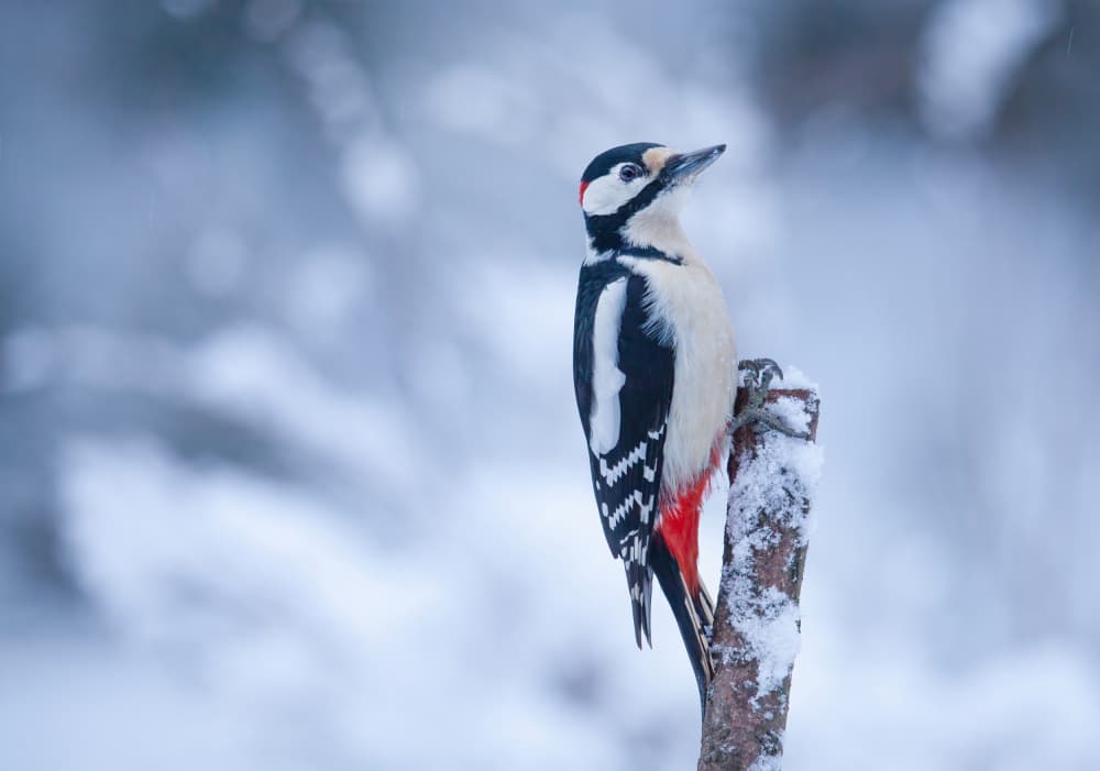 Winter Woodpecker by Allan Wallberg — canvas wall art