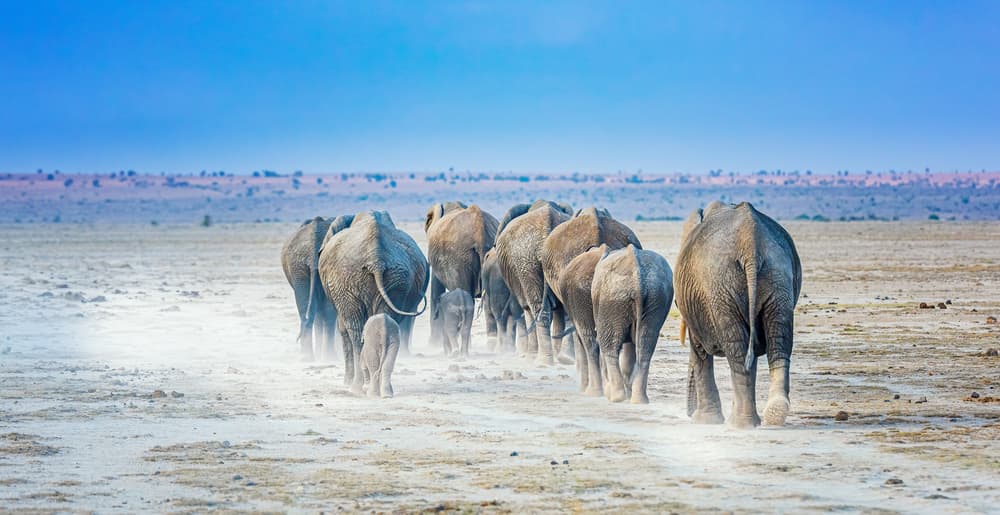 African Elephant Journey by Jeffrey C. Sink — canvas wall art