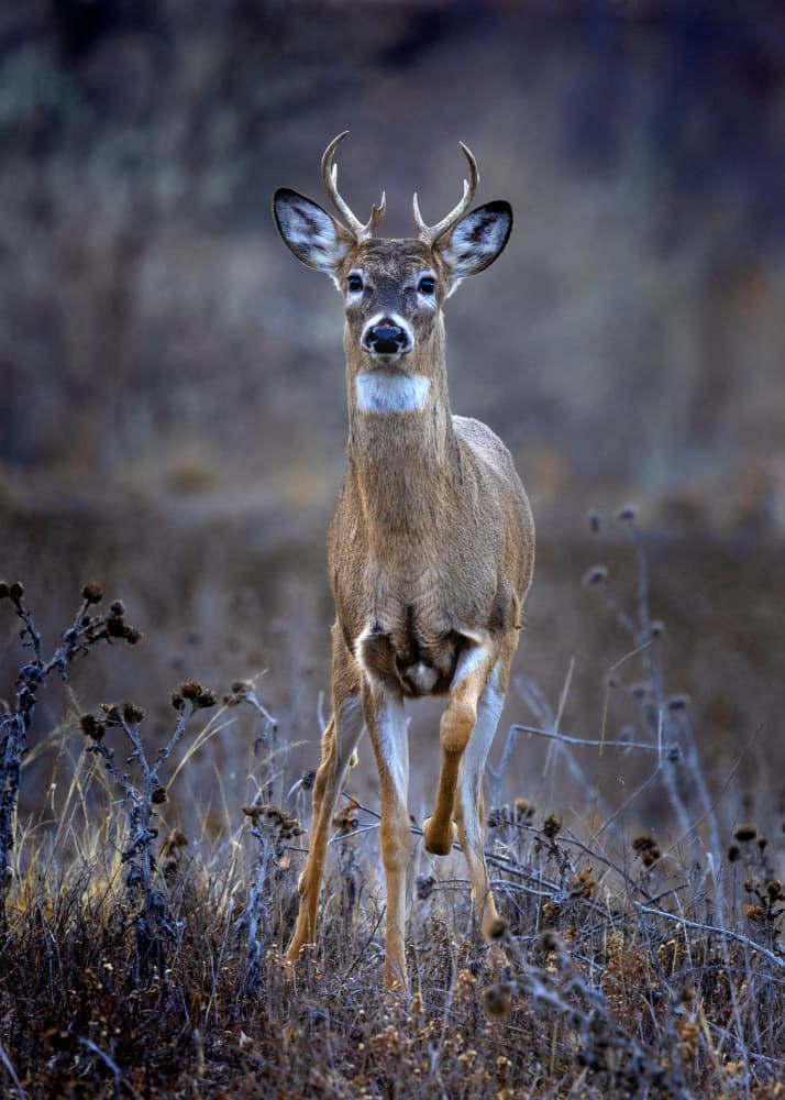 Young Buck in Field by verdon — canvas wall art