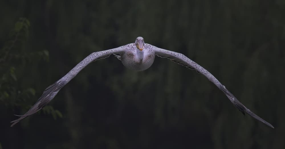 Majestic Pelican Flight by C.S. Tjandra — canvas wall art