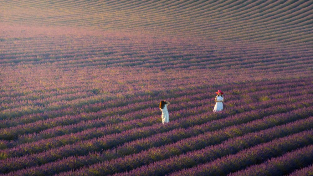 Women in Lavender Field by John J. Chen — canvas wall art