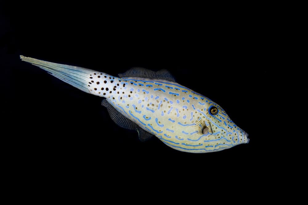 Blue Patterned Fish by Barathieu Gabriel — canvas wall art