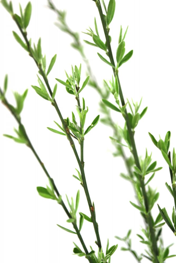 Fresh Green Branches by Rosana Laiz Blursbyai — canvas wall art