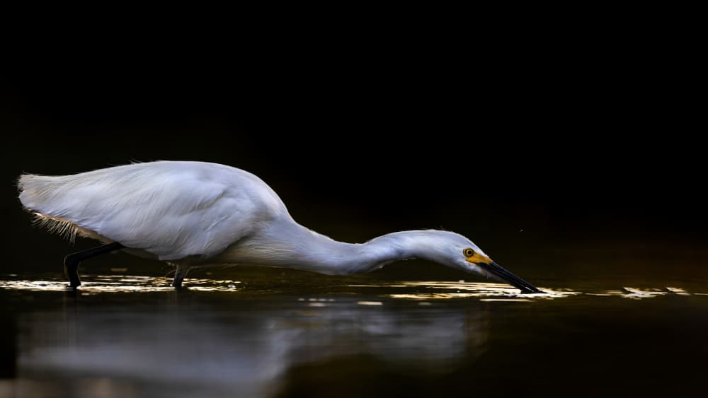 Elegant Egret Hunting by verdon — canvas wall art