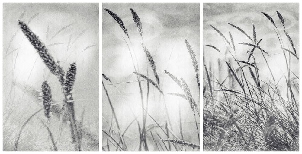 Swaying Field Grass by Paulo Abrantes — canvas wall art