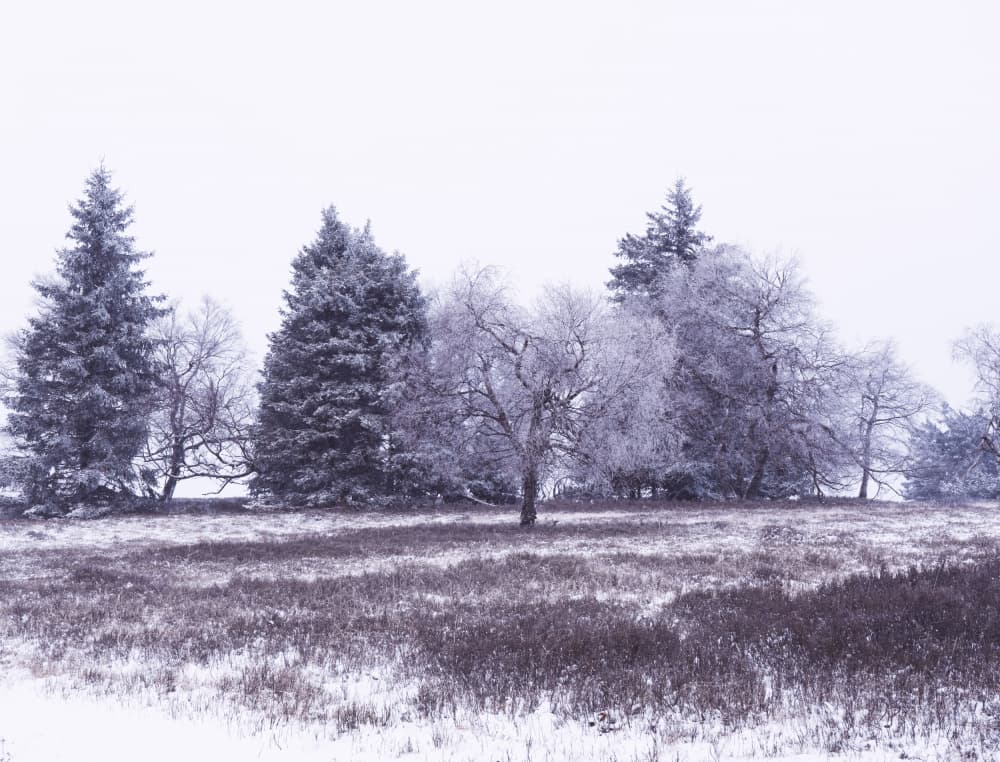 Serene Winter Trees by Bilge Paksoylu — canvas wall art
