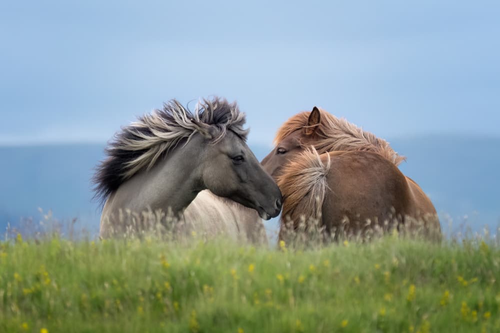 Icelandic Horse Tenderness by Aidong Ning — canvas wall art