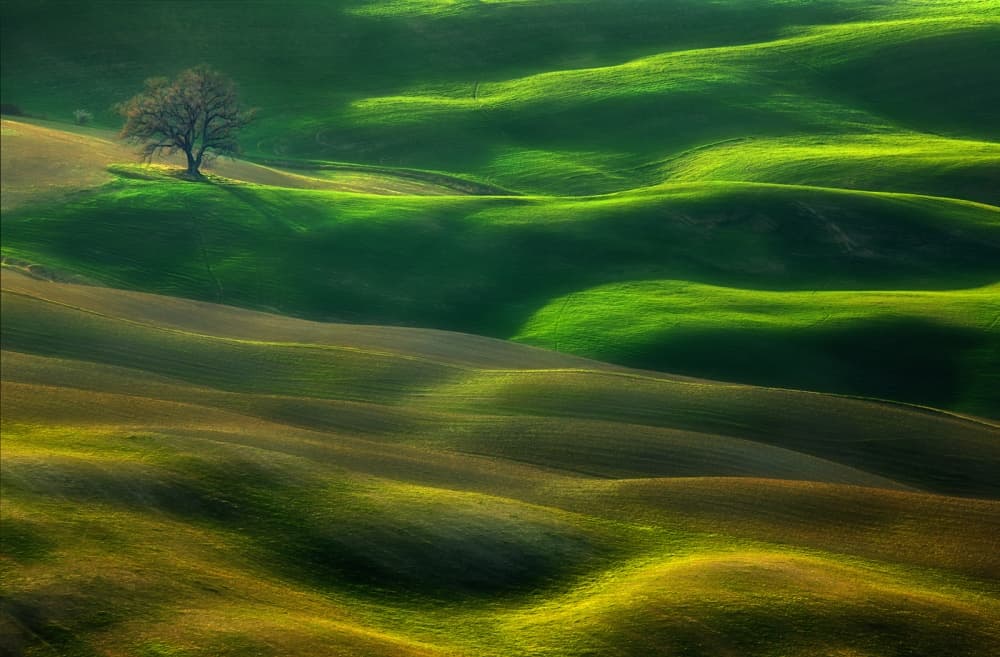 Rolling Green Hills Tree by Krzysztof Browko — canvas wall art
