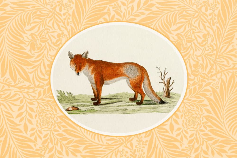 Classic Red Fox by Wild Violets — canvas wall art