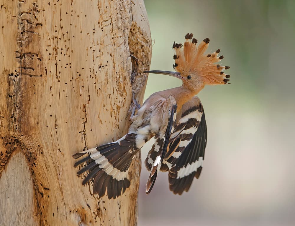 Hoopoe Bird Foraging Tree by Shlomo Waldmann — canvas wall art