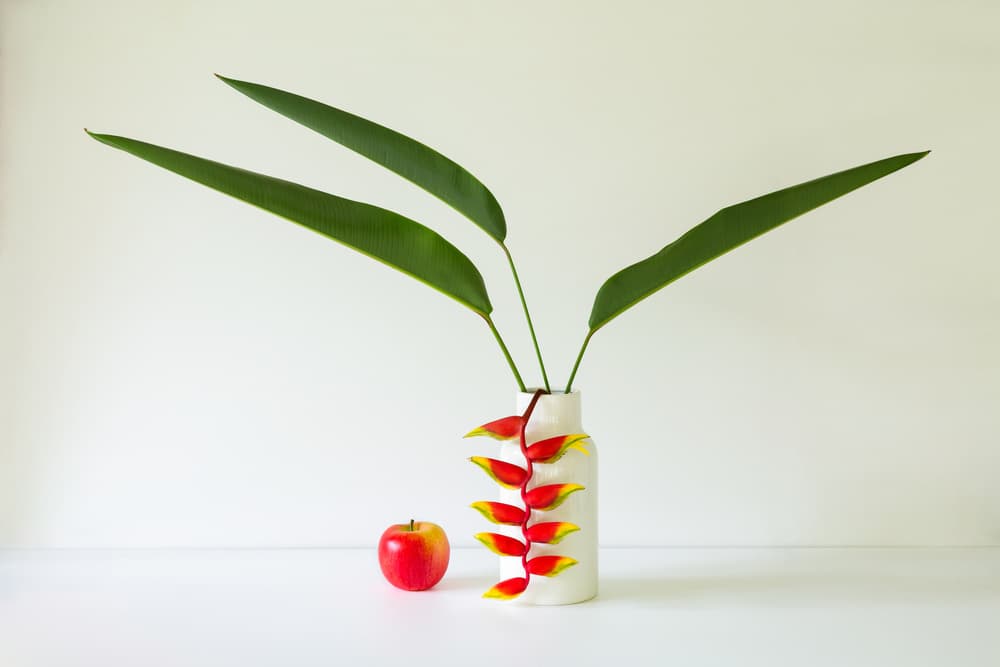 Fresh Tropical Still Life by Jacqueline Hammer — canvas wall art