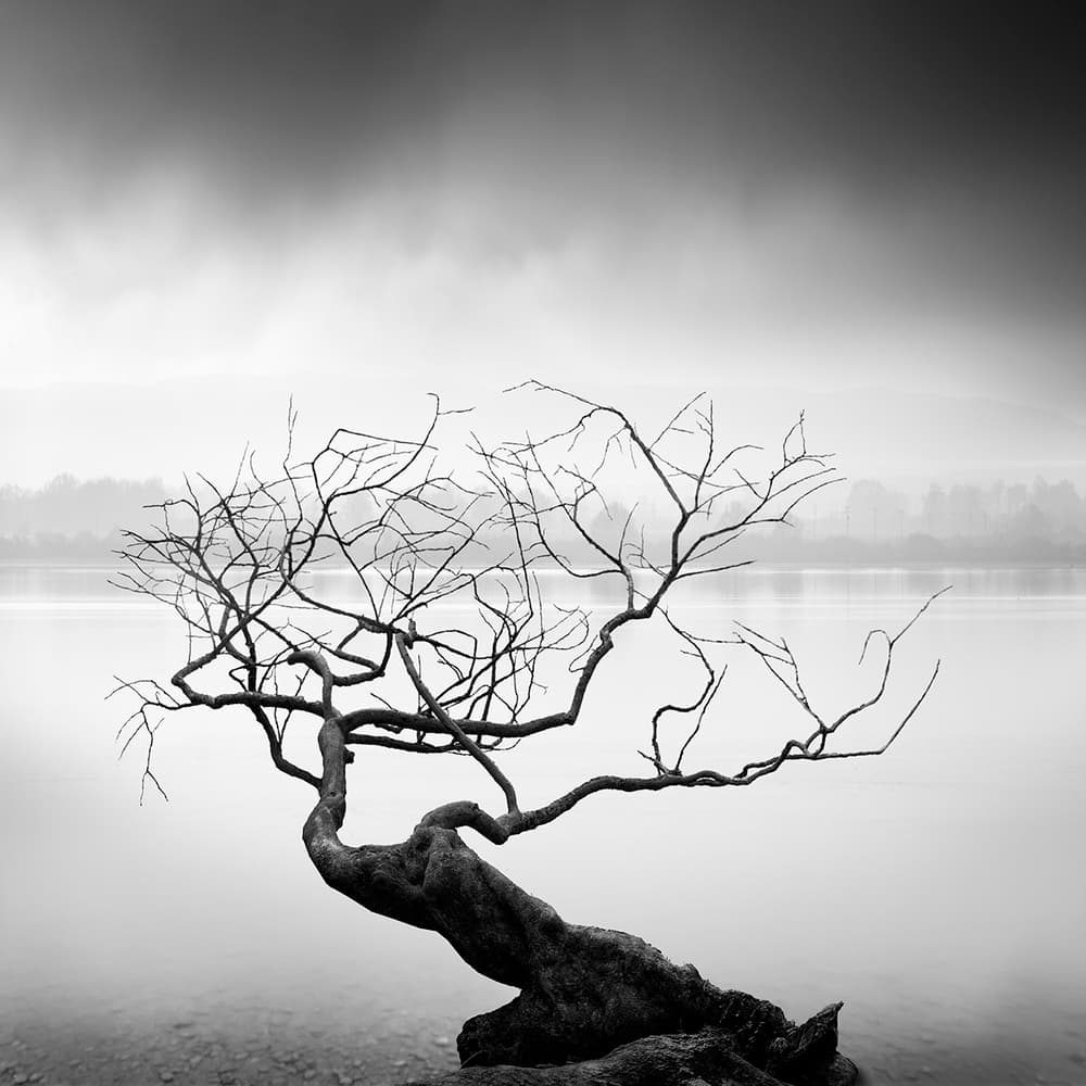 Twisted Tree Foggy Lake by George Digalakis — canvas wall art