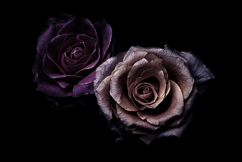 Velvet Dark Roses by Angel Julie — canvas wall art