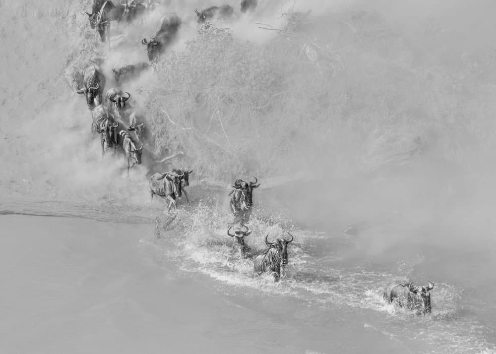 Wildebeest River Crossing by Jennifer Lu — canvas wall art