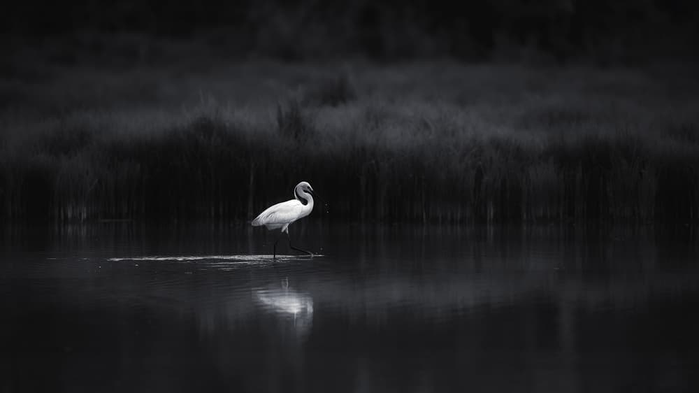 Elegant Egret Reflection by swapnil deshpande — canvas wall art