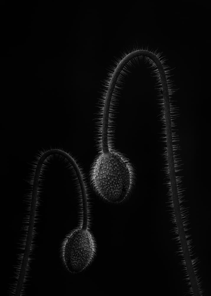 Delicate Poppy Buds by Lotte Grønkjær — canvas wall art