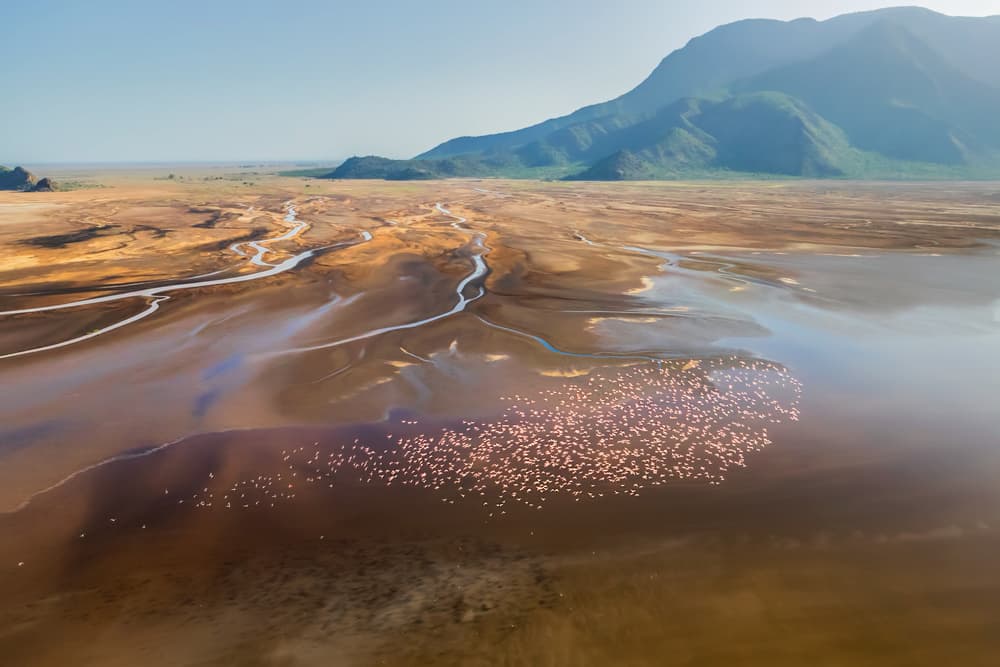 Pink Flamingos Arid Landscape by Jun Zuo — canvas wall art