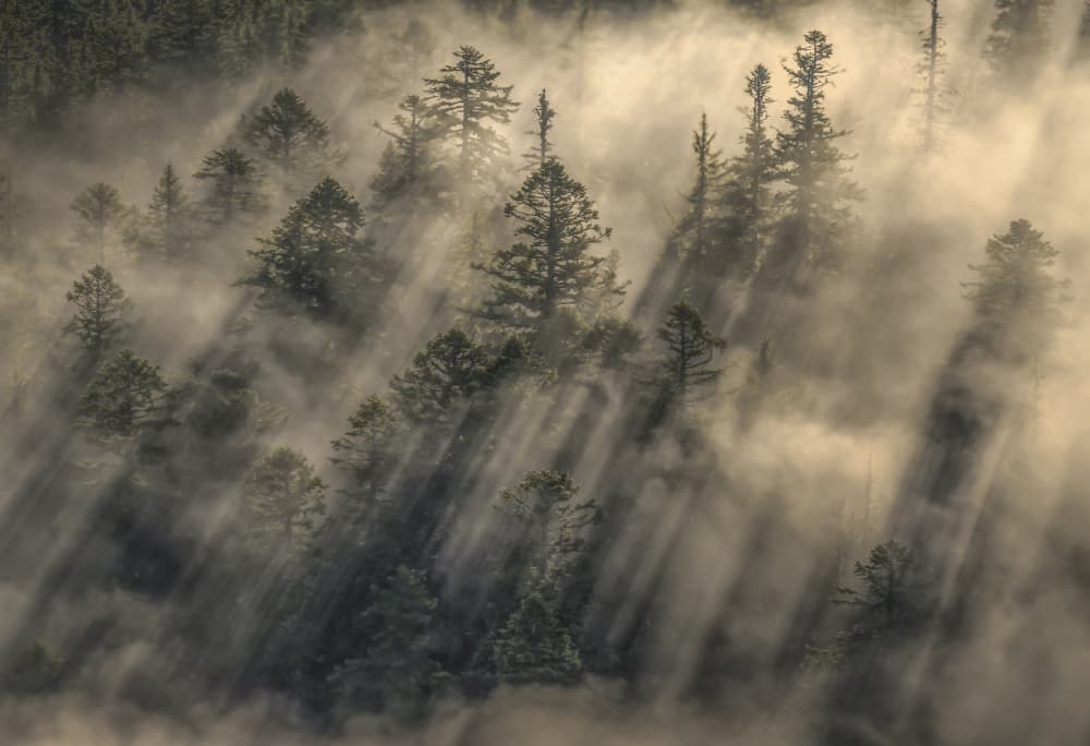 Sunbeams Through Misty Trees by Raimondo Restelli — canvas wall art