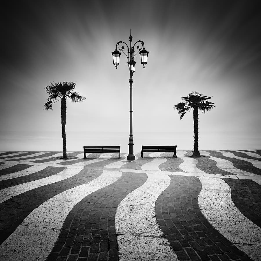 Black White Palm Promenade by Daniel Řeřicha — canvas wall art