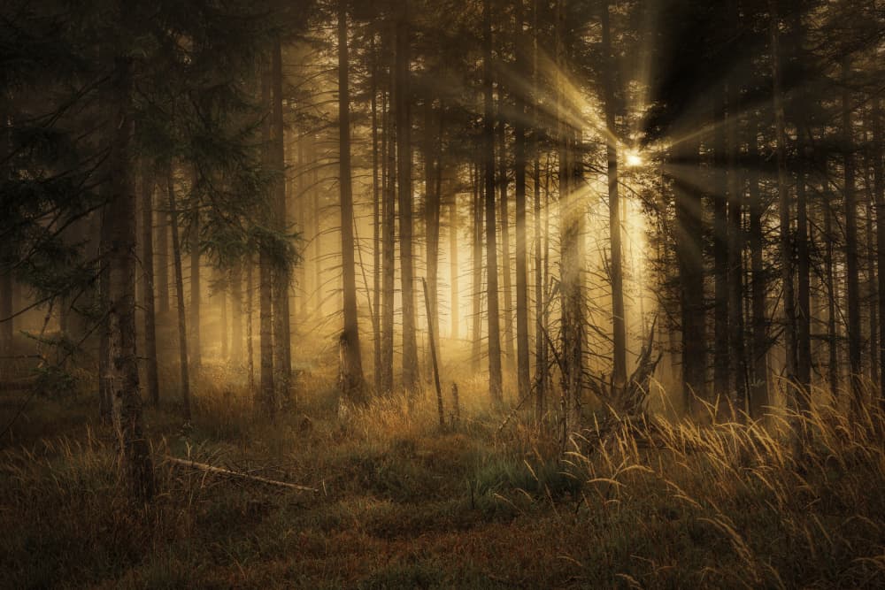 Sunlit Misty Forest by Norbert Maier — canvas wall art