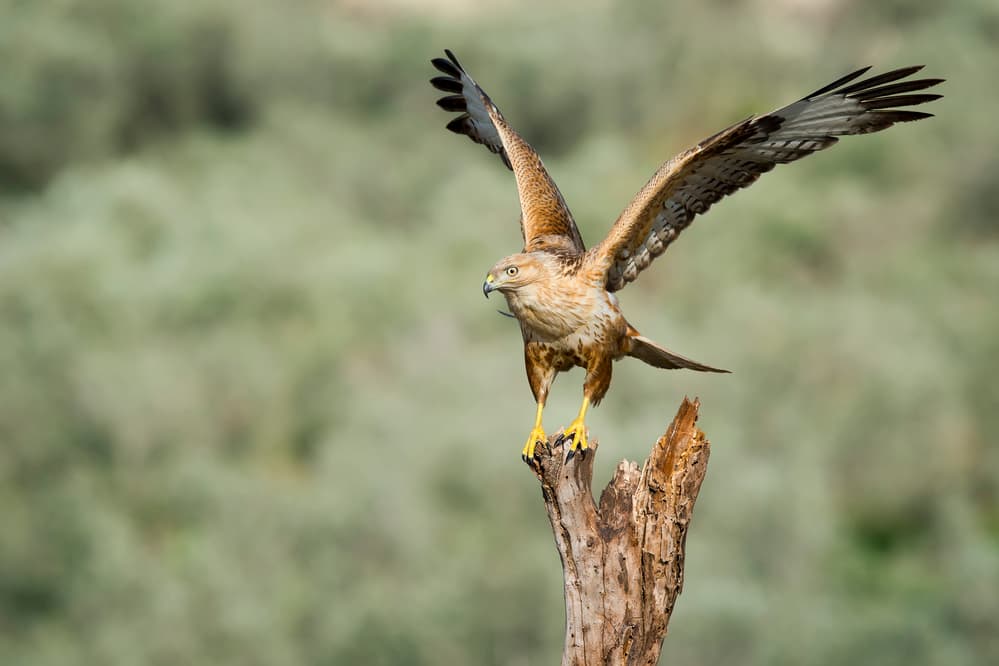 Raptor Taking Flight by Eyal Amer — canvas wall art