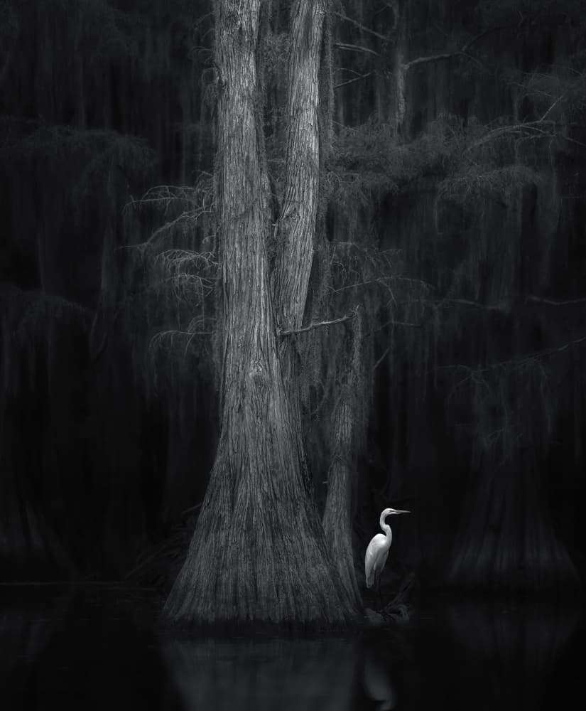 Elegant Egret Cypress by Catherine Wang — canvas wall art