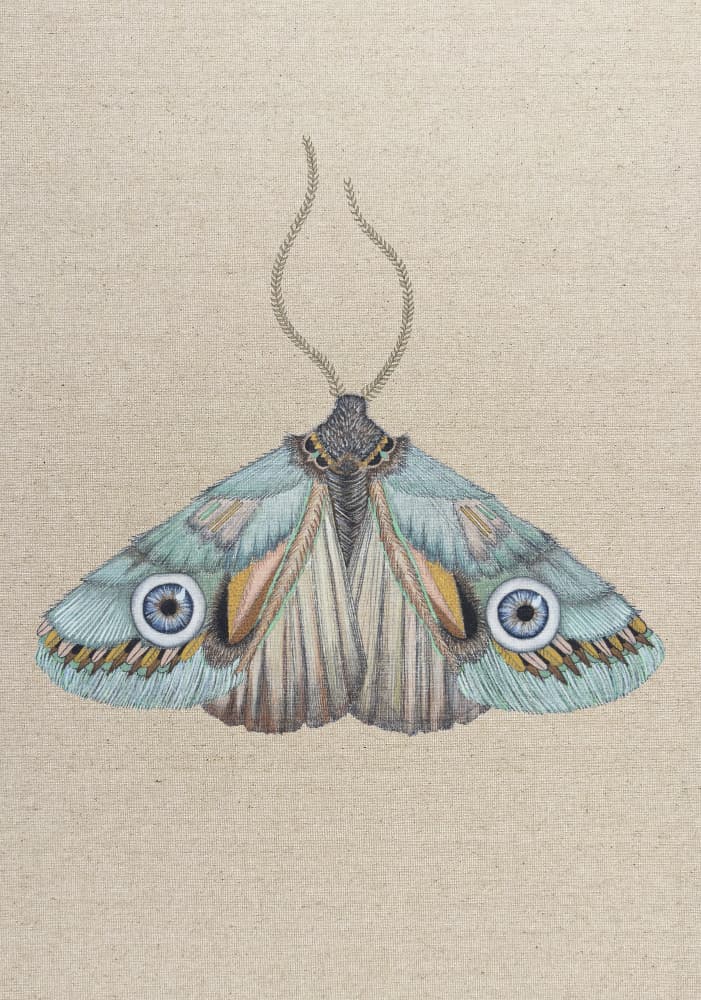 Blue Eyed Moth by ZAM.ROD — canvas wall art