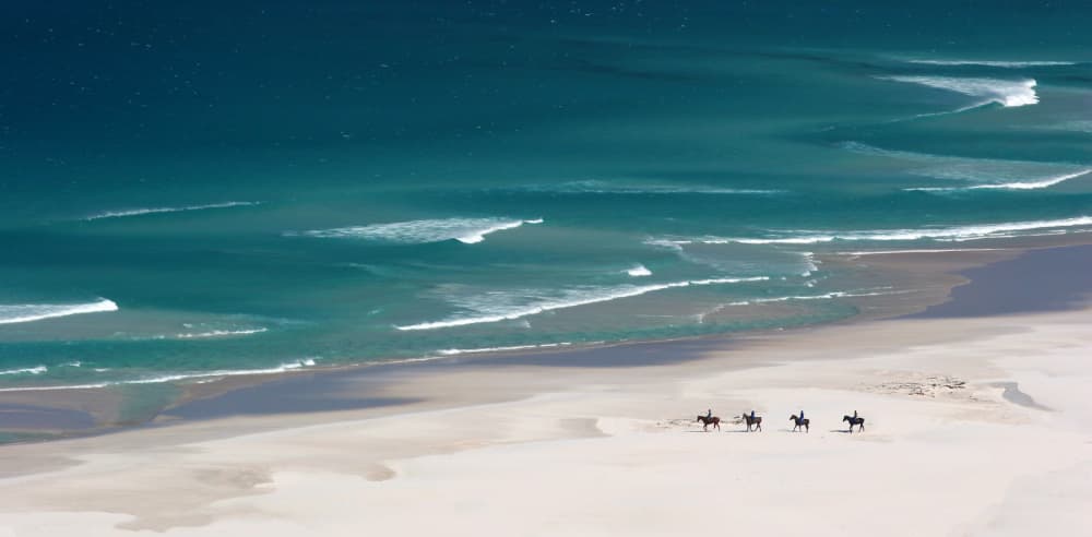 Horses on Azure Beach by Hans-Wolfgang Hawerkamp — canvas wall art