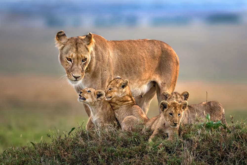 Protective Lioness And Cubs by Xavier Ortega — canvas wall art
