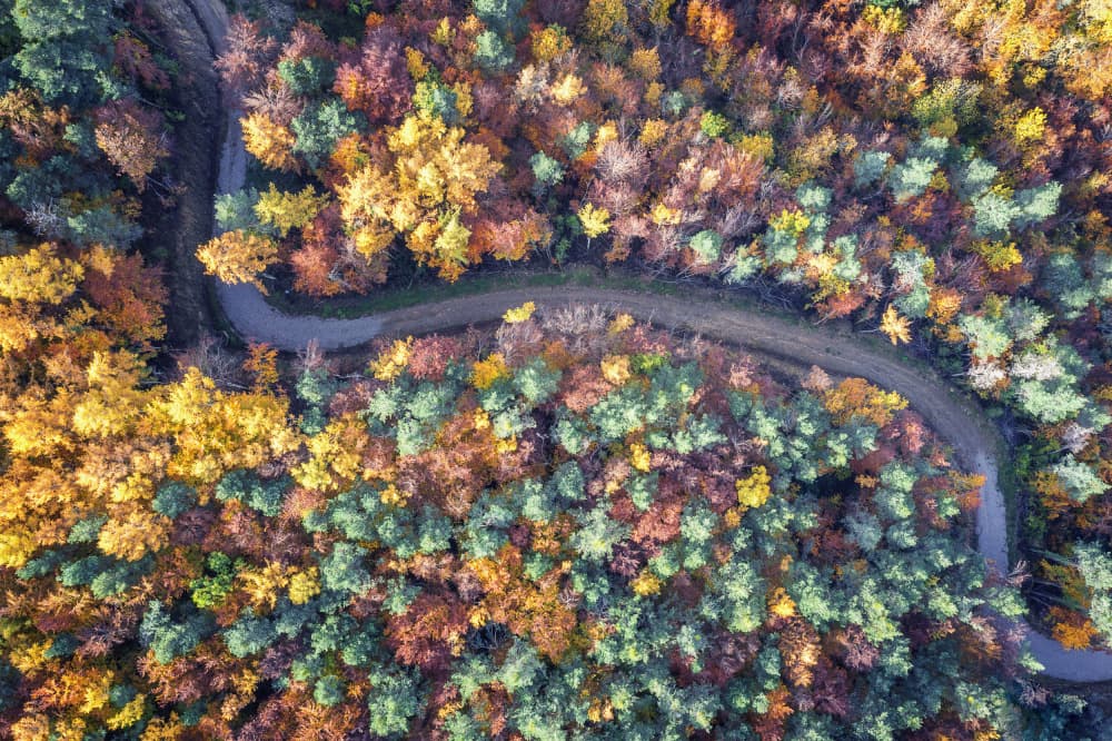 Autumn Forest Road by Rodrigo Núñez Buj — canvas wall art
