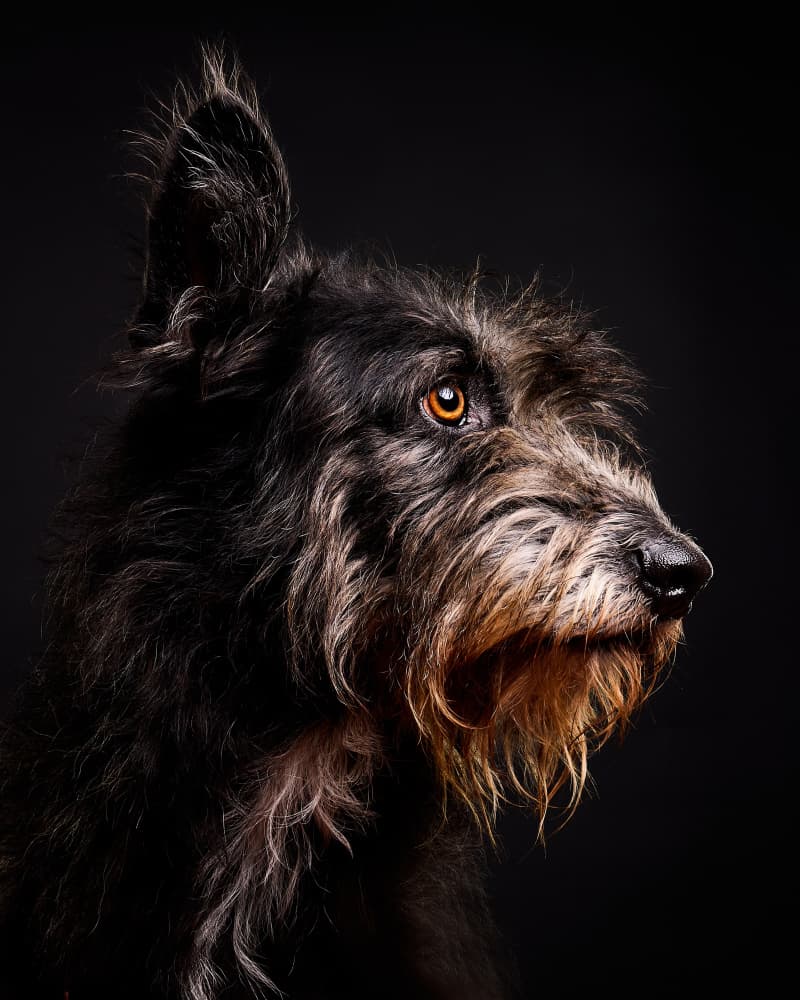 Noble Dog Portrait by Javier del Puerto Photography — canvas wall art