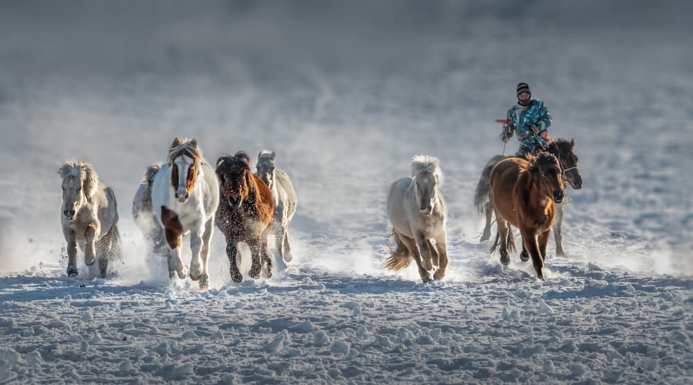 Winter Horse Gallop by Irene Wu — canvas wall art
