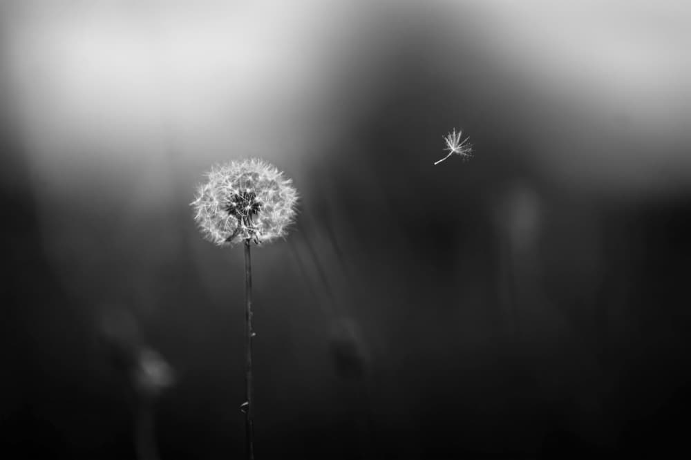 Floating Dandelion Seed by Kapuschinsky — canvas wall art